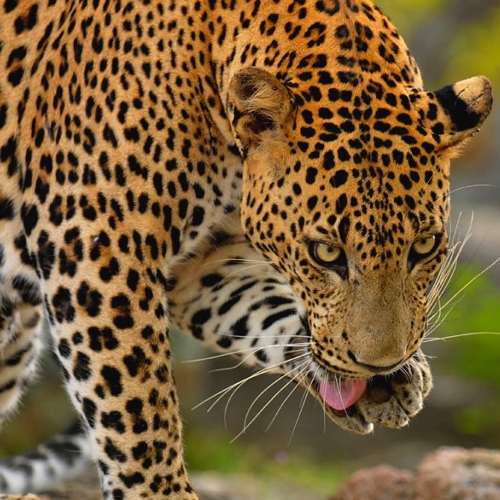 Yala Nationaal Park, luipaard